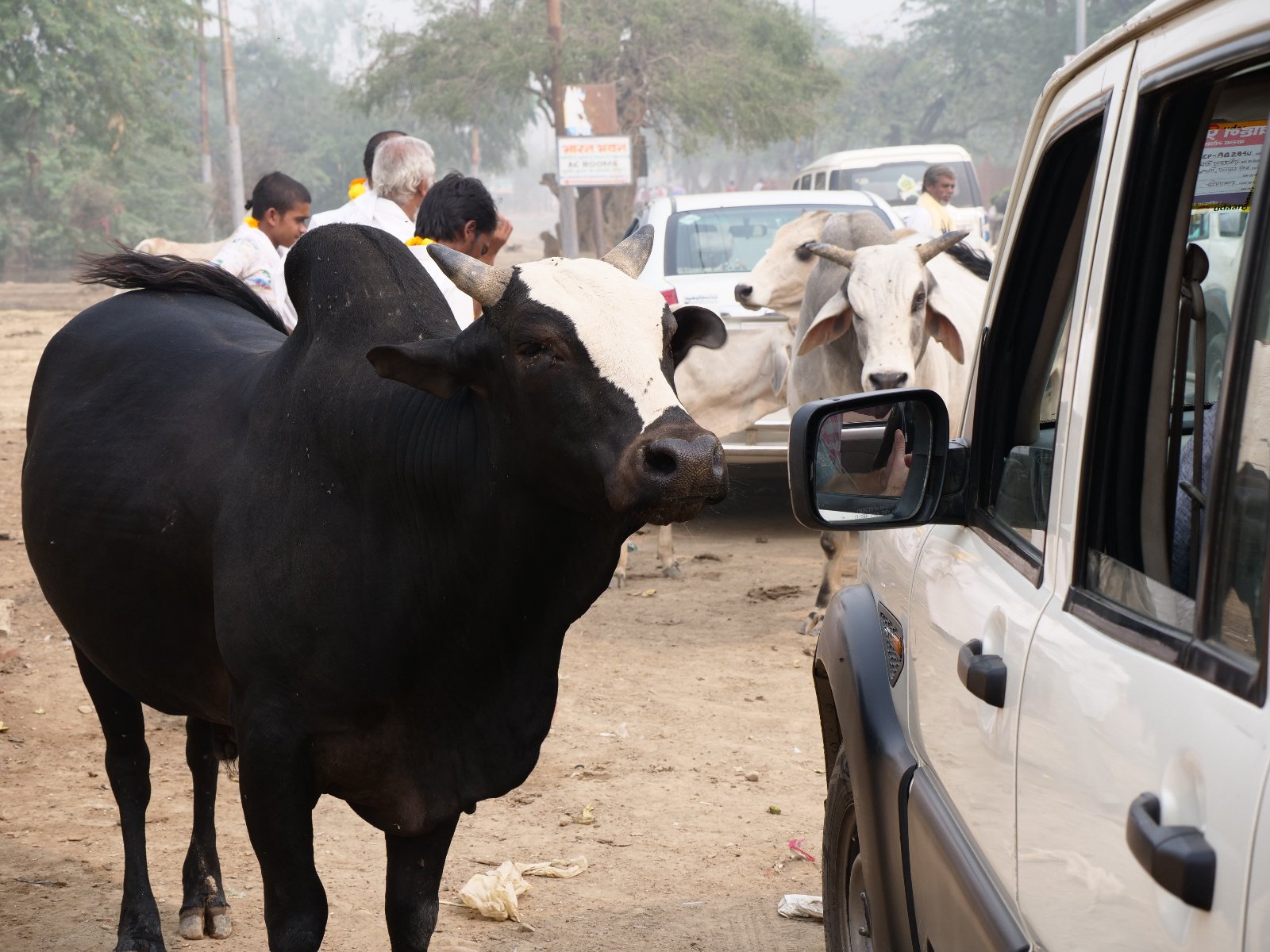  216 Gopashtami Radha kunda Govardhan 19.11.04